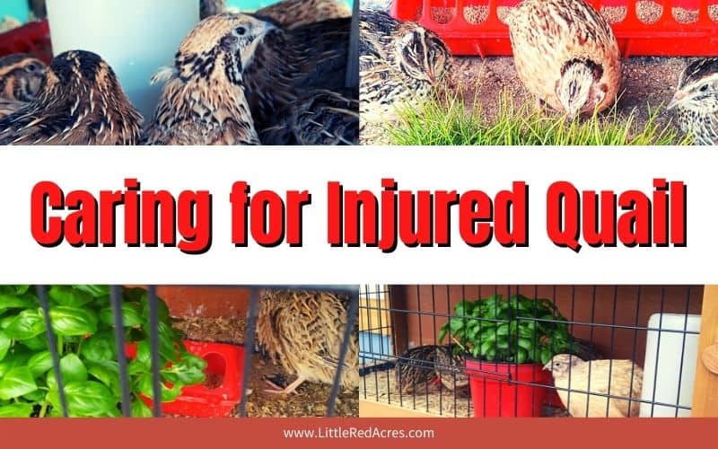 images of quails with text overlay