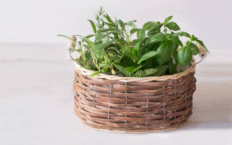 herbs growing in basket
