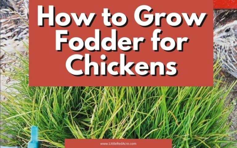 How to Grow Fodder for Chickens