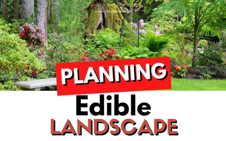 Planning Your Edible Landscape