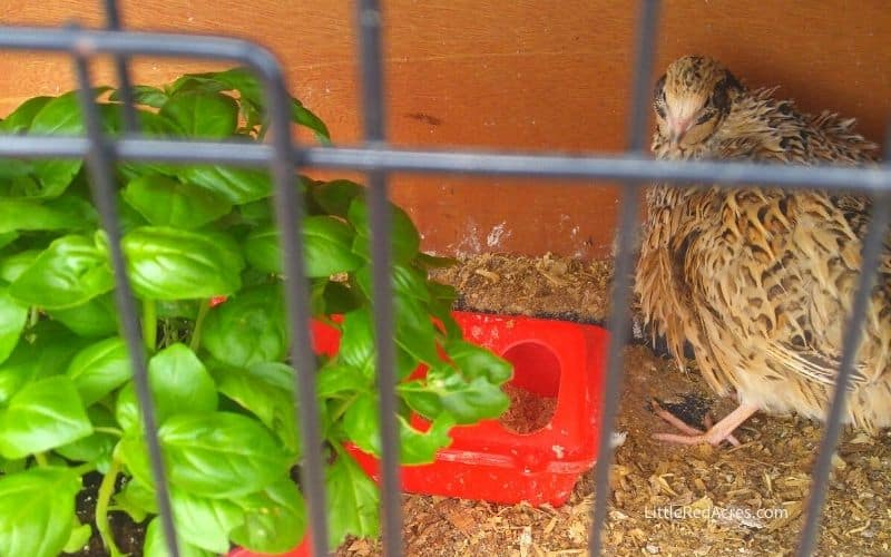 coturnix quail in cage with basil plant