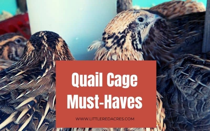quail in cage with red block of text