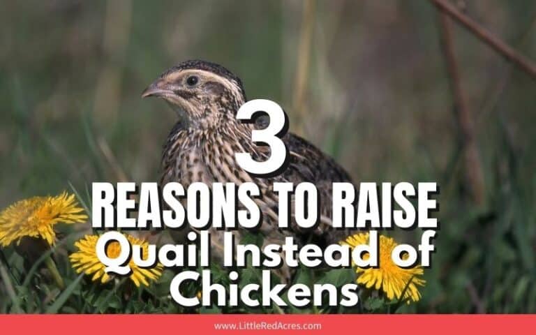 Reasons to Raise Quail Instead of Chickens