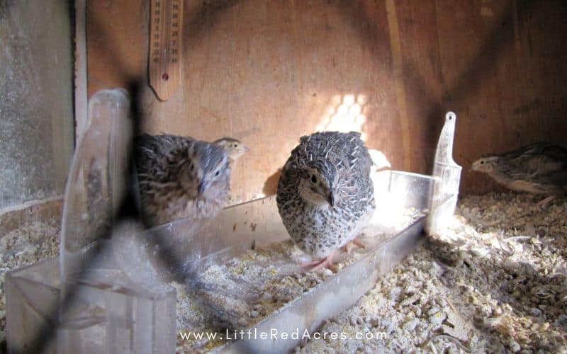 looking at a couple coturnix quail through cage wire