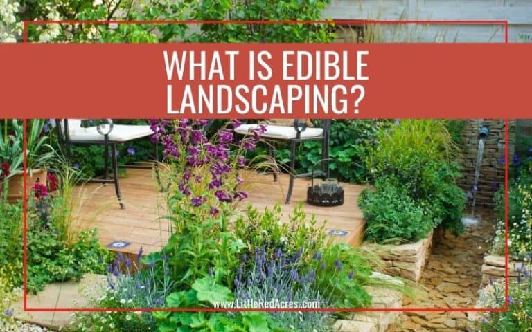 What Is Edible Landscaping?