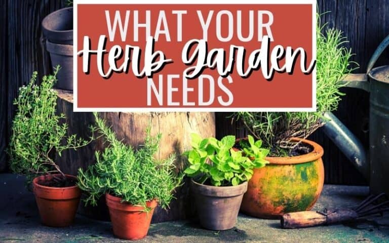 What Your Herb Garden Needs