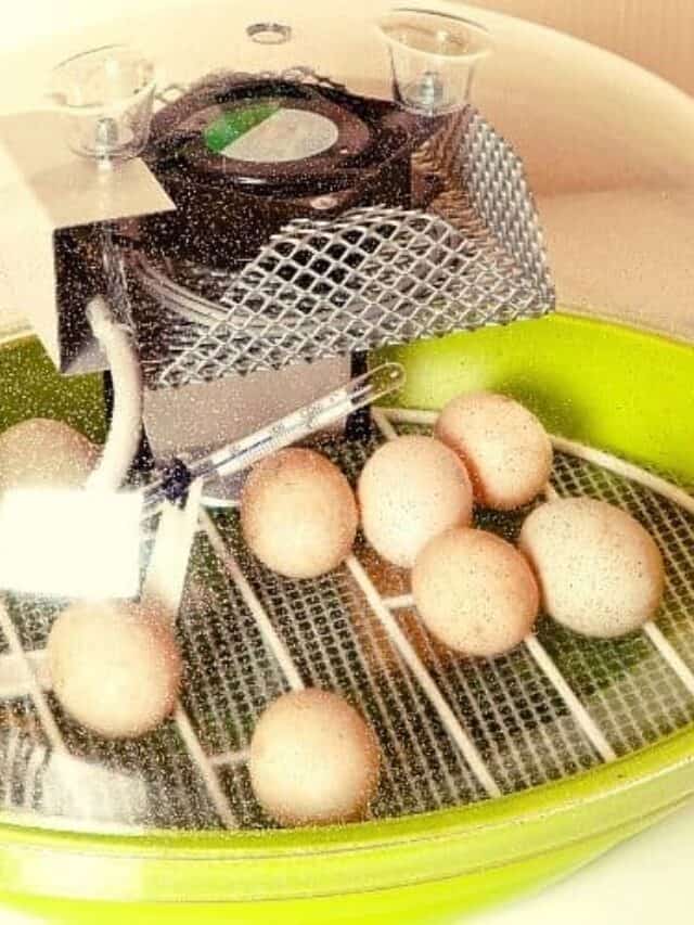 incubator with eggs in it