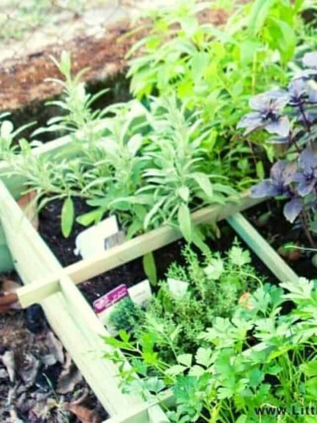 Companion Planting For Your Garden