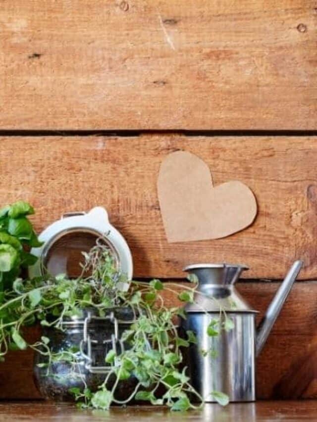 Reasons to Have A Small Herb Garden