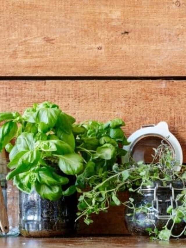 cropped-DIY-Herb-Containers-mason-jar.jpg