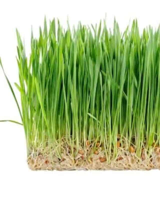 cropped-Fodder.jpg