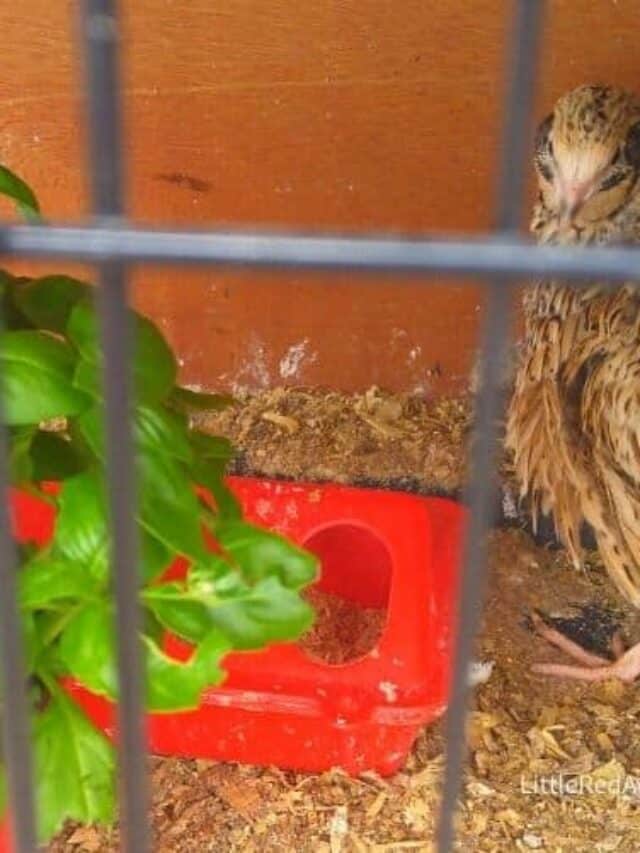 coturnix quail in cage with basil plant
