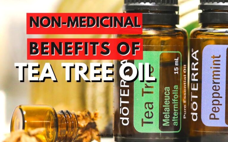 5 Non-Medicinal Benefits of Tea Tree Oil
