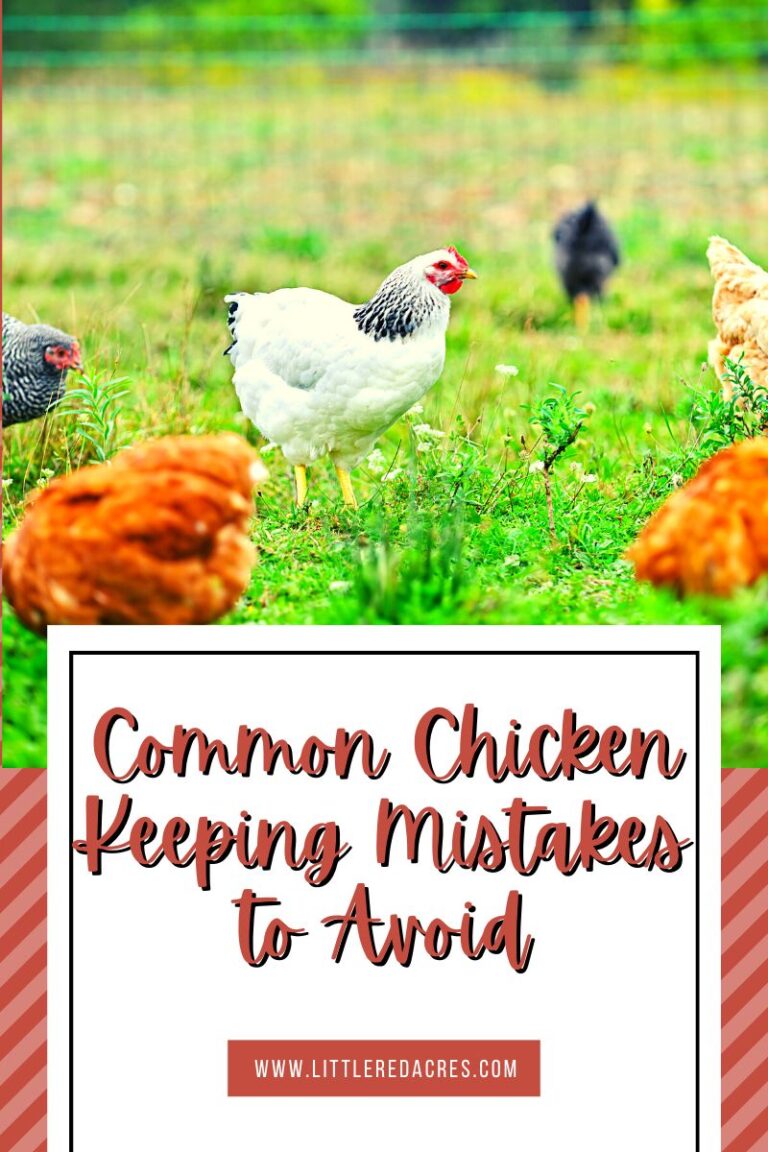 Common Chicken Keeping Mistakes to Avoid