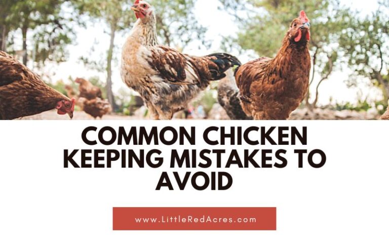 Common Chicken Keeping Mistakes to Avoid