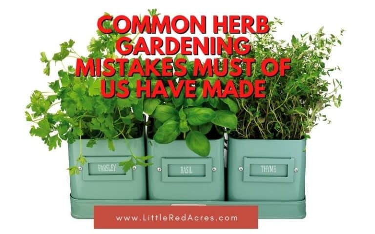 Common Herb Gardening Mistakes Most of Us Have Made