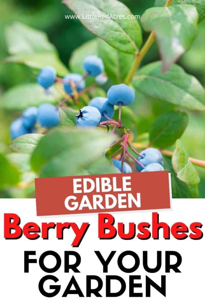 blueberry bush with text overlay