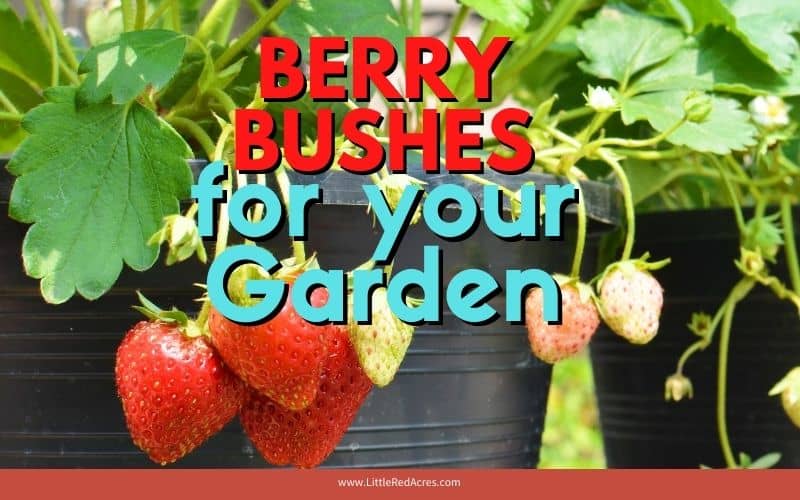 strawberry plants with text overlay