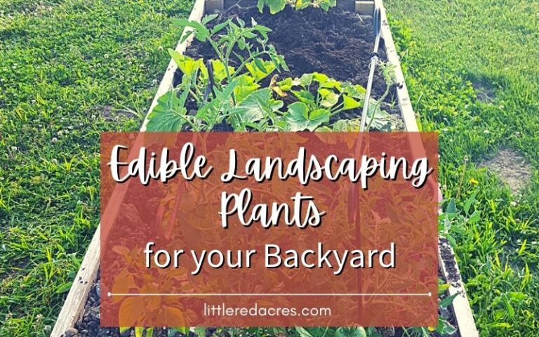 Edible Landscaping Plants for Your Backyard