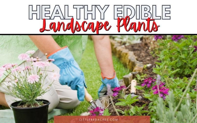 woman digging into garden bed with text overlay