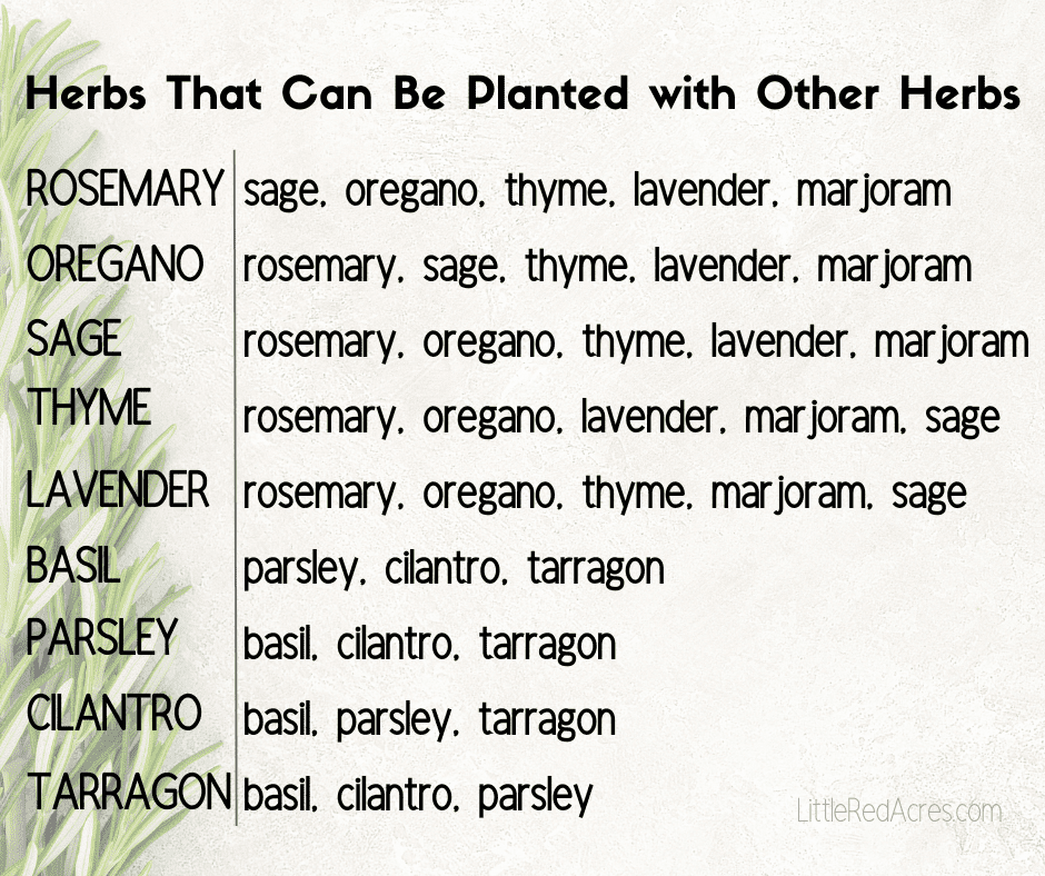 Herbs That Can Be Planted with other herbs