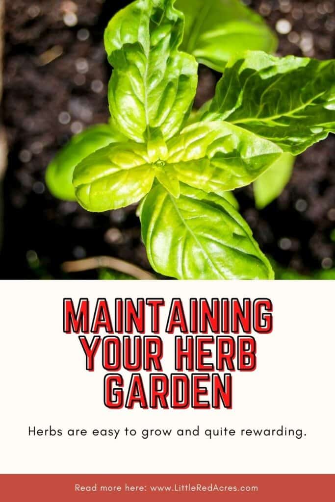 basil plant with text overlay