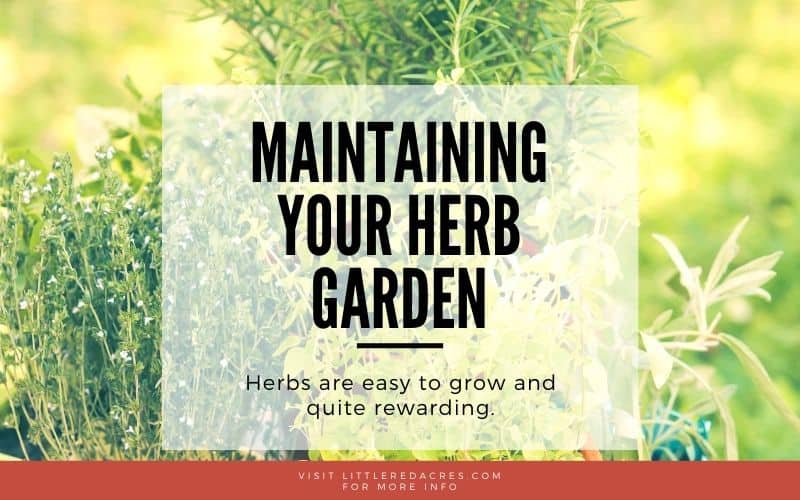 herbs in pots with text overlay