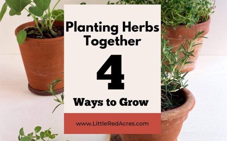 Planting Herbs Together – What Works Best