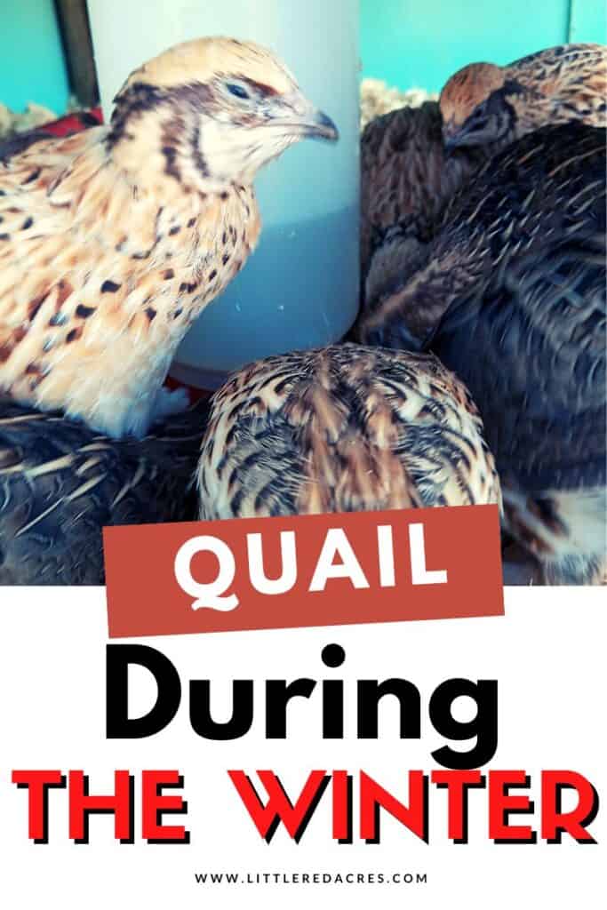 quail drinking water with text overlay