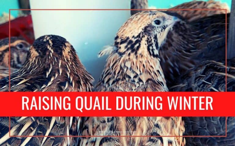 Caring for Quail During Winter