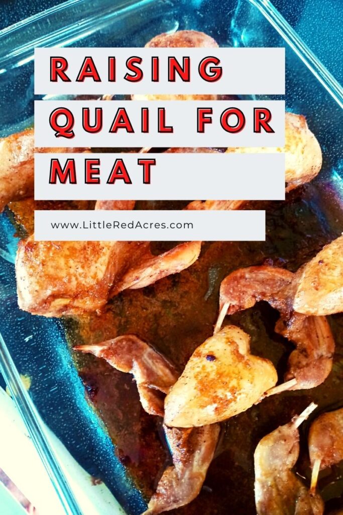 Raising Quail for Meat: tray of quail meat with text overlay