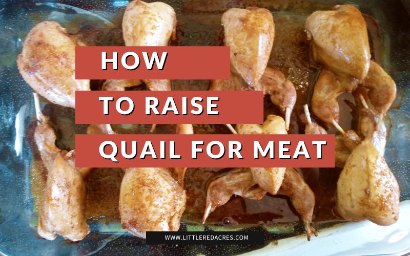 tray of quail meat with text overlay: raising quail for meat