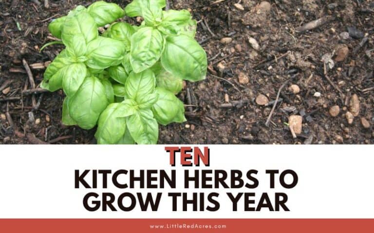 Ten Kitchen Herbs to Grow this Year