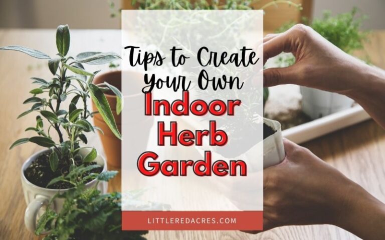 Tips to Create Your Own Indoor Herb Garden