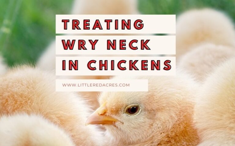 Treating Wry Neck in Chickens