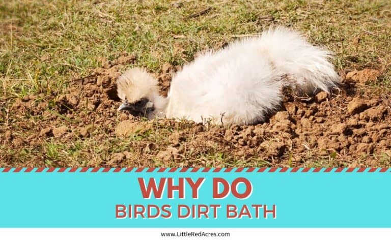 Why Do Birds Dust Bath?
