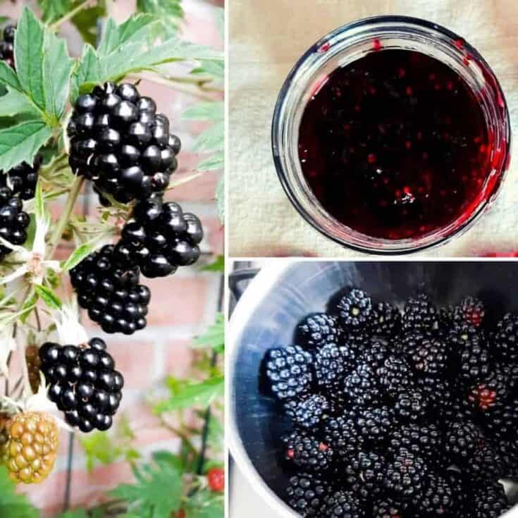 Image for Blackberry jam