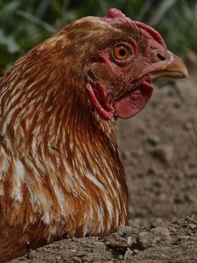 What NOT to Feed Chickens