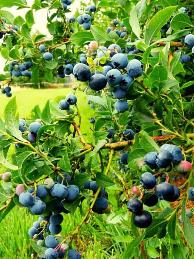 5 Edible Berry Bushes for Your Homestead