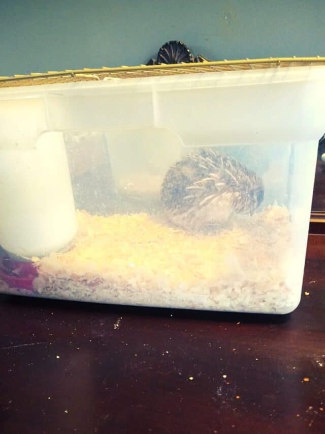 Caring for Injured Quail
