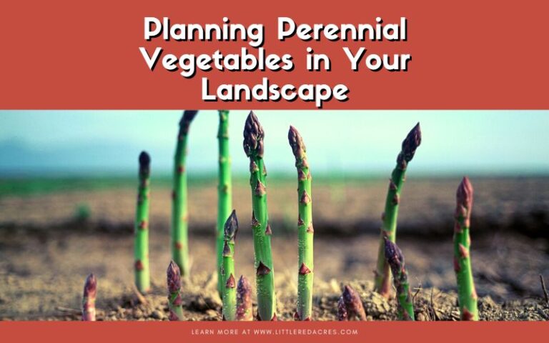 Planning Perennial Vegetables in Your Landscape