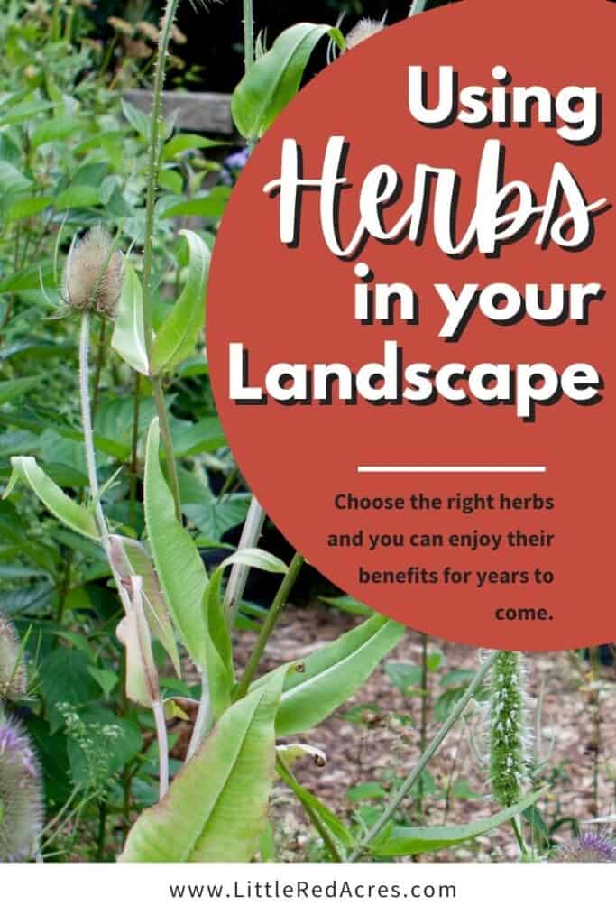 Herbs in Your Landscape image with text overlay
