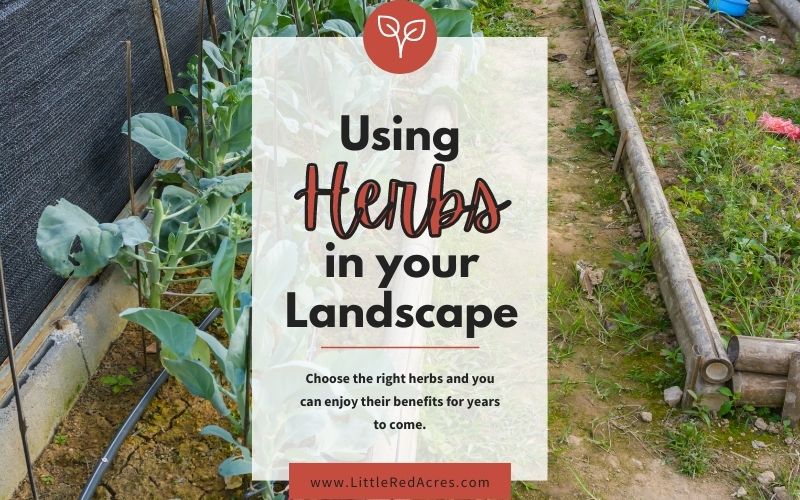Herbs in Your Landscape image with text overlay