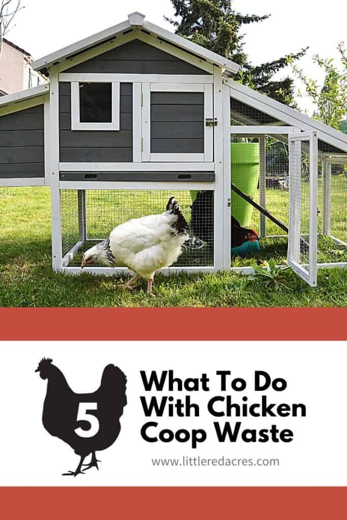 what to do with chicken coop waste with text overlay