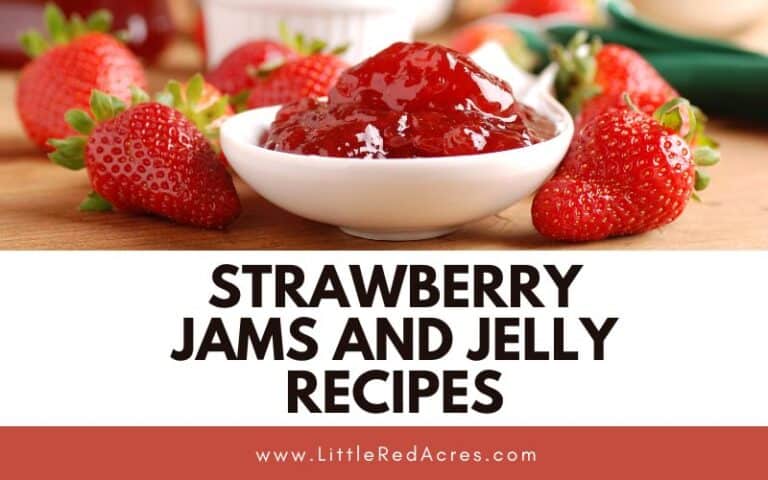 37 Strawberry Jams and Jelly Recipes