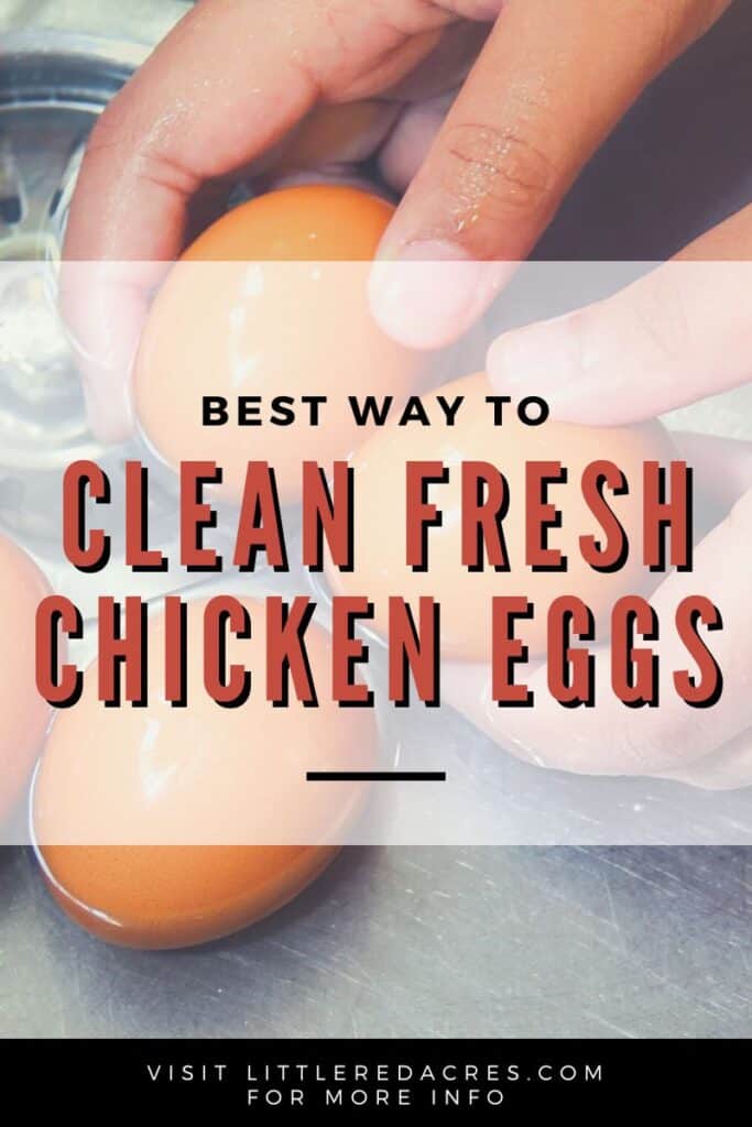 eggs being cleaned with Best Way to Clean Fresh Chicken Eggs text overlay