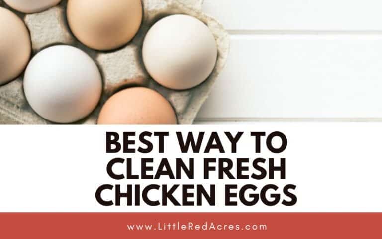 Best Way to Clean Fresh Chicken Eggs