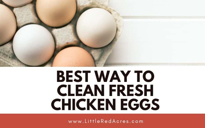 Eggs on counter in carton with Best Way to Clean Fresh Chicken Eggs text overlay