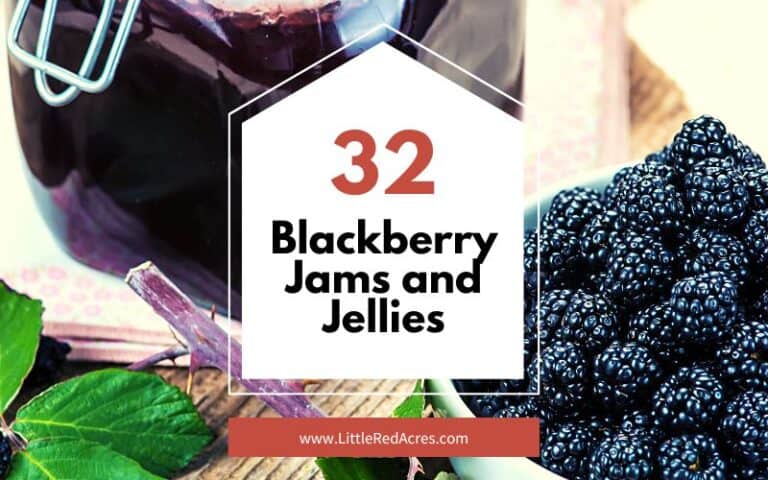 Blackberry Jams and Jellies
