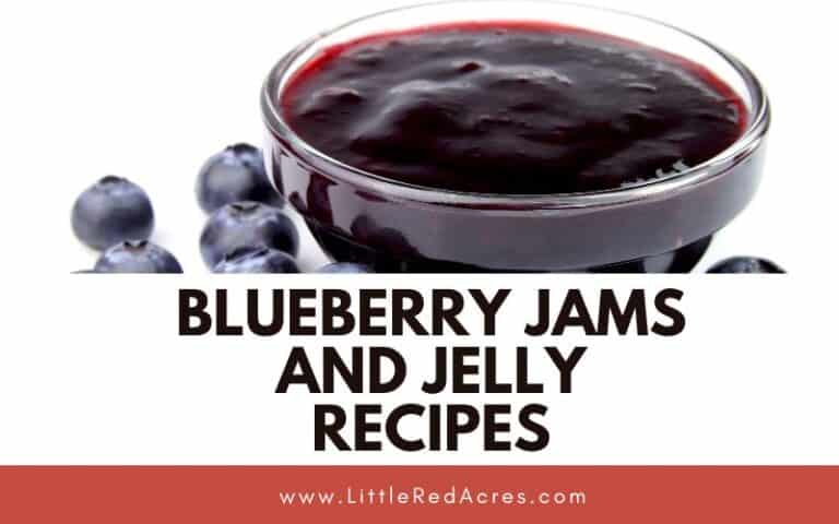 13 Blueberry Jams and Jelly Recipes